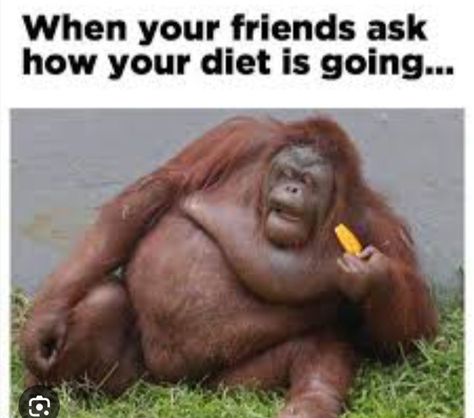 Fat Jokes Funny, Fat Jokes Funny Hilarious, Funny Diet Jokes, Diet Jokes, Funny Diet, Funny Google Searches, Hippity Hoppity, Funny Pix, Jokes Funny