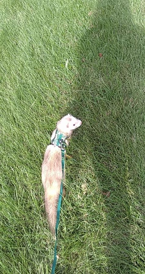 #ferret #blonde #ferretleash #leash #babyferret #walk #outdoors #pet #animals #blondeferret #blondie #greenleash #cute #cuteanimals #cuteanimal #animal Ferret Leash, Baby Ferrets, Ferret, Cute Animals, Green, Animals