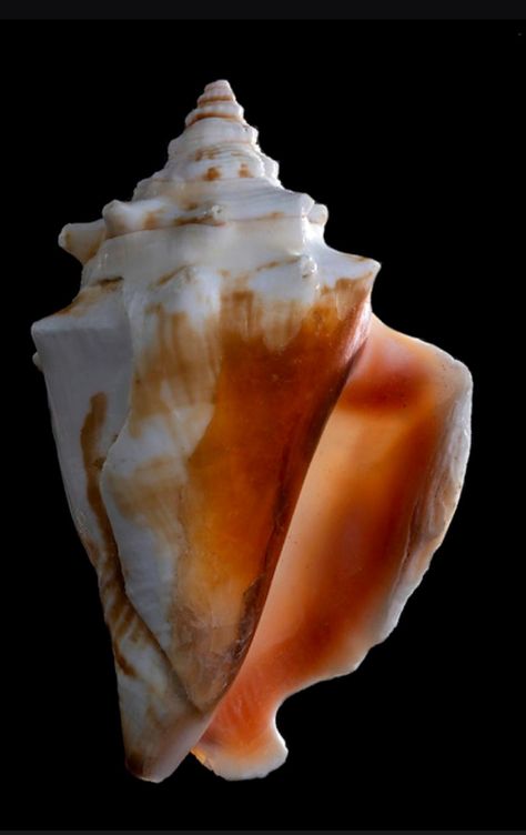 Strombus pugilis - Fighting Conch Conk Shells, Conch Shell, Conch, Sea Shells, Shells