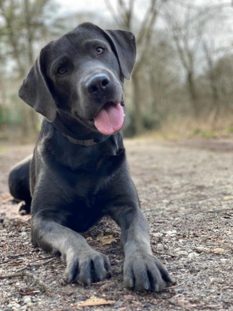 Maria Core Aesthetic, Grey Labrador, Charcoal Lab Puppies, Charcoal Labrador, Maria Core, Charcoal Lab, Lab Puppies, Family Pet, Puppy Dog