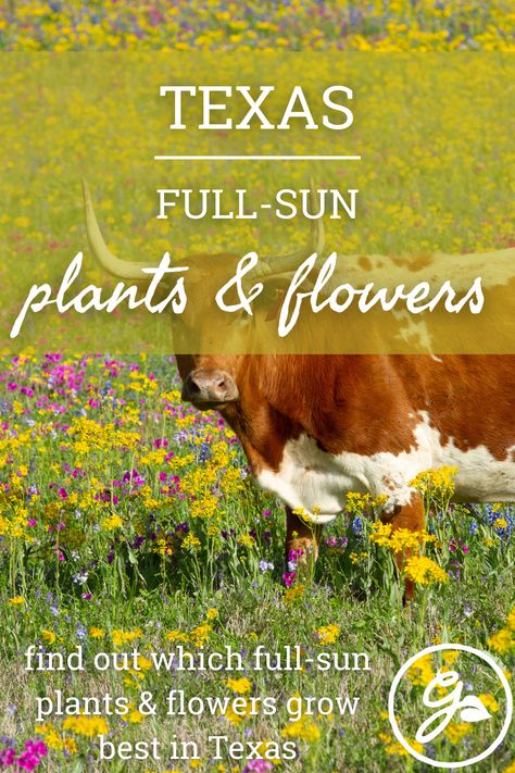 Full Sun Texas Plants, Plants That Love The Sun And Heat, Texas Full Sun Container Plants, Texas Native Grasses Landscaping, West Texas Flower Beds, Texas Heat Tolerant Plants, South Texas Flower Beds, Texas Flowers Garden Ideas, Flowerbeds Front Of House Texas