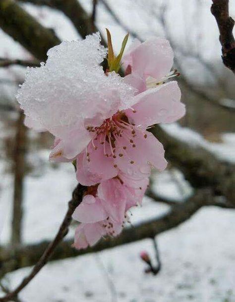 Winter And Spring Aesthetic, Winter To Spring, Late Winter Early Spring Aesthetic, Spring Snow 10cm, Flowers With Snow On Them, Snow Melting Spring Aesthetic, Flowers In Snow Photography, Cottagecore Life, Spring Snow