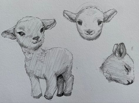 Easy Sheep Drawings, How To Draw A Lamb, Goat Drawing Sketch, Cute Lamb Drawing, Lamb Doodle, Lamb Sketch, Sheep Sketch, Lamb Illustration, Lamb Drawing