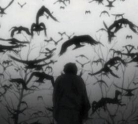 Whats Wallpaper, Sebastian Michaelis, Flock Of Birds, Six Feet Under, Birds Flying, Aphrodite, Dark Art, Dark Aesthetic, Dark Fantasy