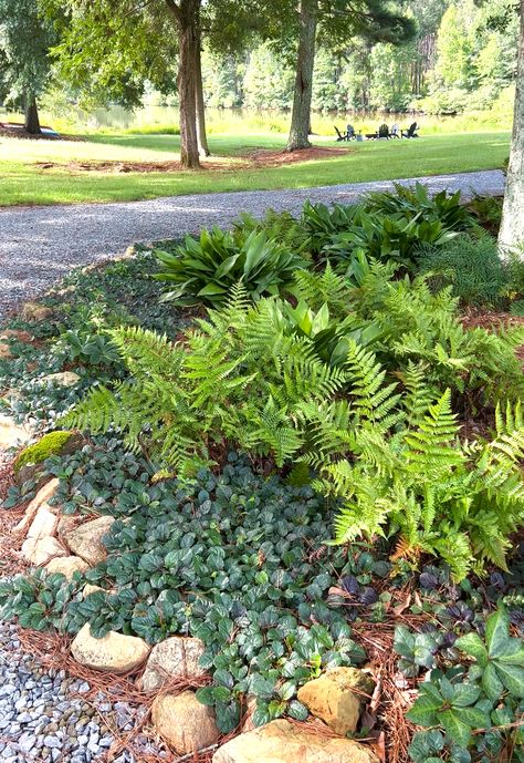 Autumn Fern, Ferns Garden, Perfect Person, Wildlife Gardening, Seasonal Garden, Fall Plants, Yard Work, Garden Layout, Landscaping Plants