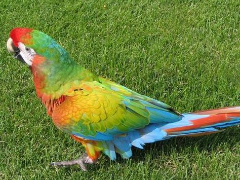 shamrock macaw is a cross between a military macaw and a scarlett macaw. Parrots Funny, Cute Parrots, Best Pet Birds, Blue Gold Macaw, Bird Pics, Colourful Birds, Scarlet Macaw, Parrot Pet, Hand Raised