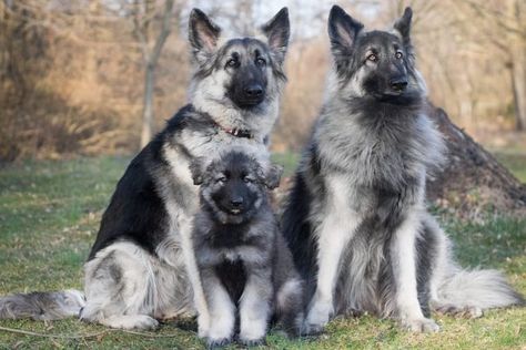 Meet the Shiloh Shepherd: Price, Characteristics, and Care | Anything German Shepherd Shiloh Shepherd Puppies, Shilo Shepherds, German Dog Names, Shiloh Shepherd Dog, Anthropomorphic Characters, Shiloh Shepherd, German Shepherd Breeders, German Dog, German Dogs