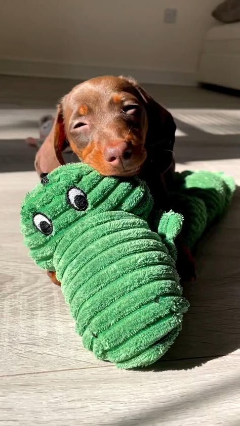 Dachshund Dogs Wholesome Dog, Cute Animals Puppies, Very Cute Dogs, Really Cute Dogs, Weenie Dogs, Dachshund Puppies, Dachshund Love, Cute Funny Dogs, Weiner Dog