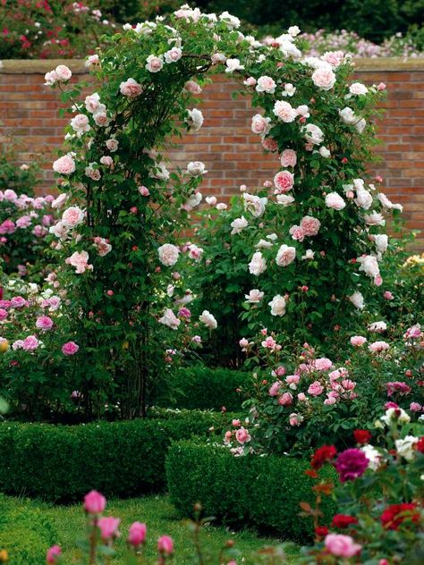 Roses Backyard Garden Ideas, Cottage Garden Rose Arch, Climbing Roses Archway, Climbing Rose Arch, Climbing Roses Arbor, Climbing Rose Garden Ideas, Pearly Gates Climbing Rose, Climbing English Roses, Don Juan Climbing Rose