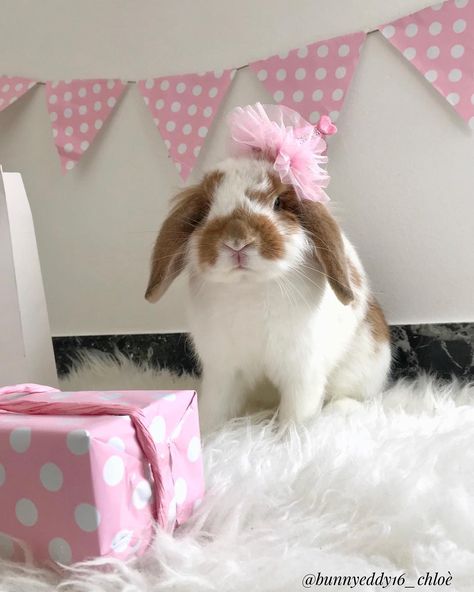 Chloè & Tommy on Instagram: “Happy First Birthday my baby🐰🎂#happybirthday my boyfriend @arthur_le_lapin . . . . . . #vsco #hollandlop #rabbitstagram #bunnystagram…” Rabbit Photoshoot Ideas, Bunny Photoshoot, Birthday Rabbit, Birthday Bunny, Bunny Room, Rabbit Birthday, Happy First Birthday, Bun Bun, Bunny Birthday