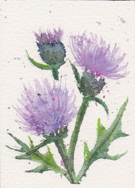 Thistle Painting, Ear Tattoo Ideas, Ear Tattoos, Watercolor Flowers Tutorial, Watercolor Paintings For Beginners, World Wide Web, Diy Watercolor Painting, Watercolor Projects, Watercolor Flower Art