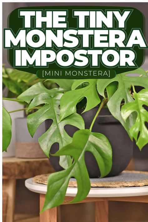 The Rhaphidophora Tetrasperma's climbing nature and the unique leaf fenestration make it resemble a Monstera, leading to its popular nickname. Mini Monsteras are generally low-maintenance and easy to grow indoors. They have long stems and are climbers by nature, so they will thrive if provided with a support to climb, such as a trellis, wall, or stick. Mini Monstera Plant Climbing, Mini Monstera Trellis, Monstera Care, Trellis Wall, Mini Monstera, Rhaphidophora Tetrasperma, Monstera Obliqua, Natural Branches, Orchid Bark