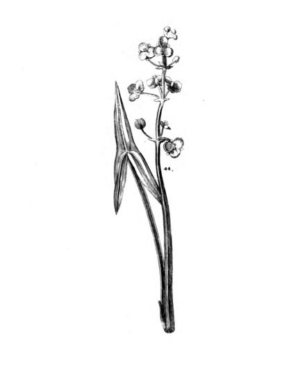 Katniss plant. See the arrow? Katniss Plant Tattoo, Katniss Flower Tattoo, Katniss Flower, Katniss Plant, Hunger Games Tattoo, Bujo 2023, The Hunger Games Books, Hunger Games Books, Mocking Jay