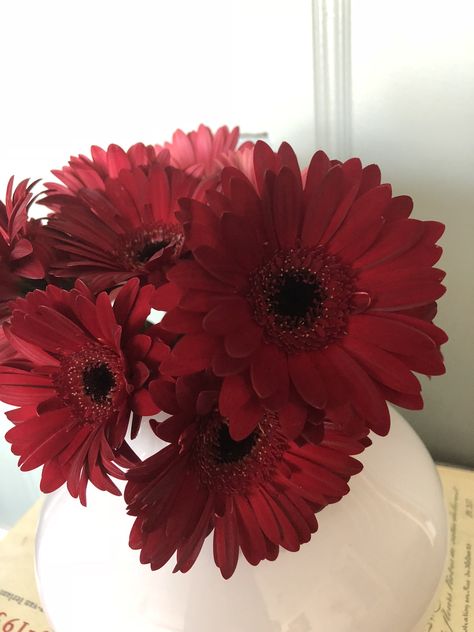 Red gerbera Red Gerbera Daisy Bouquet, Gerbera Daisy Bouquet, Burgundy Aesthetic, Red Gerbera, Collection Board, Gerbera Flower, Gerbera Daisy, 2025 Vision, All Flowers