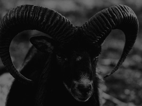 Chaos Witch, Goat Of Mendes, Fiery Dragon, Goat Horns, Royal Blood, Dark Green Aesthetic, Ram Horns, I Love Your, Gothic Aesthetic