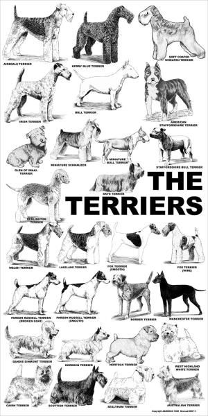 Dog Breeds Chart, Airedale Dogs, Different Types Of Dogs, Sealyham Terrier, Lakeland Terrier, Kerry Blue Terrier, Norfolk Terrier, Australian Terrier, Irish Terrier