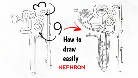 Nephron Diagram Class 10, Nephron Diagram Easy, Nephron Diagram, Science Diagram, Science Diagrams, Instagram Creative Ideas, Really Deep Quotes, Class 10, Deep Quotes