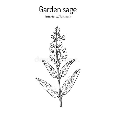 Salvia Officinalis Illustration, Salvia Tattoo Flower, Sage Flower Drawing, Sage Plant Tattoo, Salvia Tattoo, Sage Leaf Tattoo, Sage Illustration, Thomas Tattoo, Sage Tattoo