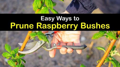 Learn how to grow and prune gold, red, or black raspberries. Fall-bearing types grow fruit on first year canes, Summer-bearing shrubs bear fruit in the summer and need pruning in early spring, and ever-bearing plants are summer and fall bearing types. #howto #pruning #raspberry #bushes How To Prune Raspberries, Trimming Raspberry Bushes, Prune Raspberry Bushes, Raspberry Growing, Rasberry Bushes, How To Take Care Of Raspberry Bushes, Pruning Raspberries Fall, Pruning Raspberries, Raspberry Bushes