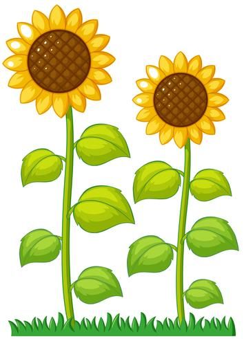 Garden Drawing Ideas, Flower Garden Drawing, Sunflower Illustration, Sunflower Images, Planting Sunflowers, Sunflower Clipart, School Wall Art, Garden Illustration, Garden Drawing