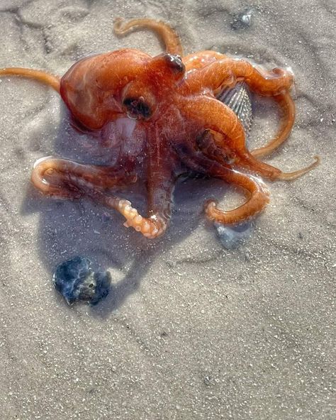 Aesthetic Sea Animals, Starfish Dress, Mako Island, Jellyfish Haircut, Starfish Wedding Invitations, Ocean Life Photography, Beach Animals, Sea Life Painting, Sea Life Animals