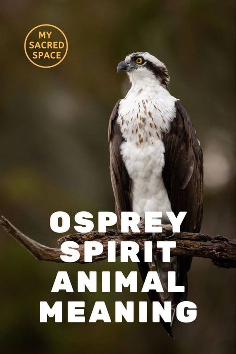 Ojibway Tattoo, Osprey Tattoo, Native American Spirit Animals, Bird Meaning, Osprey Bird, Watercolour Birds, Chinese Poem, Spirit Animal Meaning, Animal Meanings