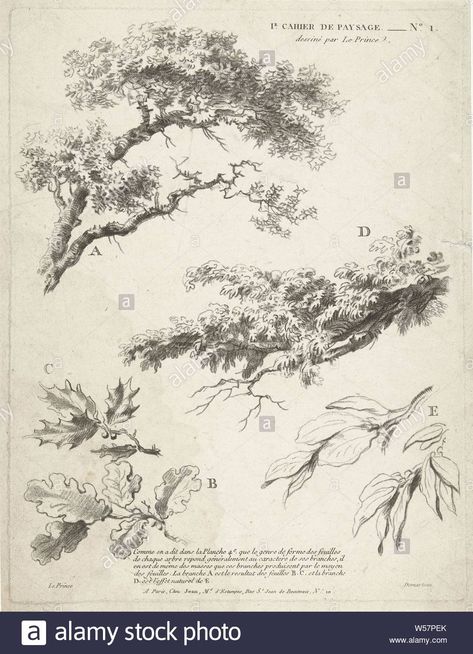 Download this stock image: Study of branches with leaves 1er Cahier de paysage (series title), Study of branches with leaves including oak leaves and holly. Four lines of French text explain the different ways of drawing with chalk to express the character of the tree and the leaf. Print from series with unknown number of prints for the instruction of drawing landscapes in chalk., Trees (parts of plants), Gilles Demarteau (mentioned on object), Paris, 1732 - 1776, paper, etching, h 305 mm × w 23 Drawings Of Trees, Branches With Leaves, Nature Sketch, Free Illustration Images, Tree Sketches, Landscape Sketch, Leaf Drawing, Landscape Drawings, Tree Drawing