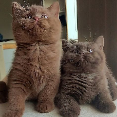 Spiritual Creatures, Pfp Cats, Brown Pfp, Brown Cats, Brown Kitten, Love Is Forever, British Shorthair Kittens, Dream's Cat, British Shorthair Cats