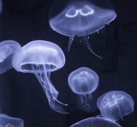 Pretty Jellyfish, Sea Jellies, Princess Jellyfish, Jellyfish Art, Water Animals, Dessin Adorable, Marine Animals, Grunge Aesthetic, Sea Animals