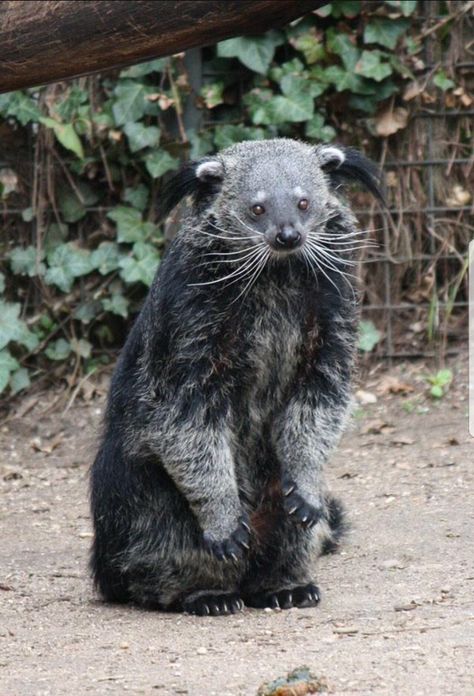 Binturong it looks so sad. I just want to cuddle it ♡ Interesting Animals, Unusual Animals, Rare Animals, Pretty Animals, Endangered Animals, Silly Animals, Weird Animals, Unique Animals, Cute Creatures