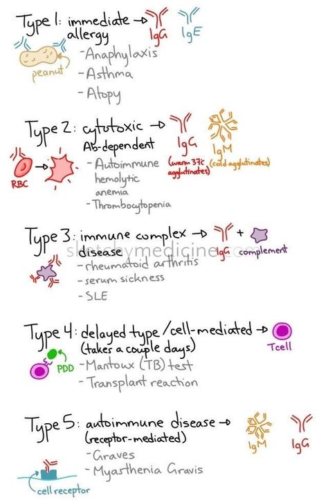 ميد | MED💉🎓 on Twitter: "Asthma has type 1 hypersensitivity ☑️ Here are great summary notes with explanations and differentiations😍👌🏼 - https://t.co/HHe7TdORt5" / Twitter Nursing Mnemonics, Kidney Function, Nursing School Survival, Medical Laboratory Science, Nursing School Studying, Nursing School Tips, Nursing School Notes, Medical School Studying, Nursing Tips