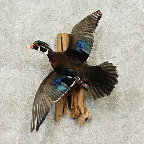 Duck Taxidermy Decor Living Rooms, Duck Taxidermy Mounts, Duck Mounts In Living Room, Duck Mount Ideas, Duck Mounts Taxidermy, Taxidermy Decor Living Room, Wood Duck Mounts, Taxidermy Duck, Bobcat Mounts