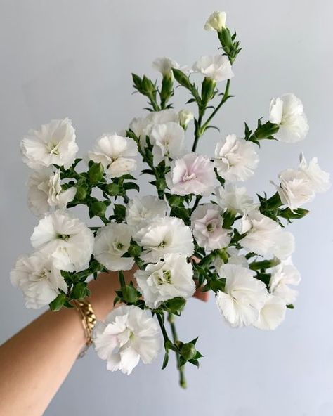 Dianthus Flowers, Flower Board, Long Stem Flowers, Flower Identification, White Carnation, White Dinner, Flower Guide, Carnation Flower, Floral Inspiration