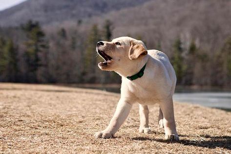 aggressive puppy biting Puppy Barking, Stop Dog Barking, Puppy Biting, Yellow Labrador Retriever, Labrador Retriever Puppies, Aggressive Dog, Labrador Puppy, American Kennel Club, Retriever Puppy