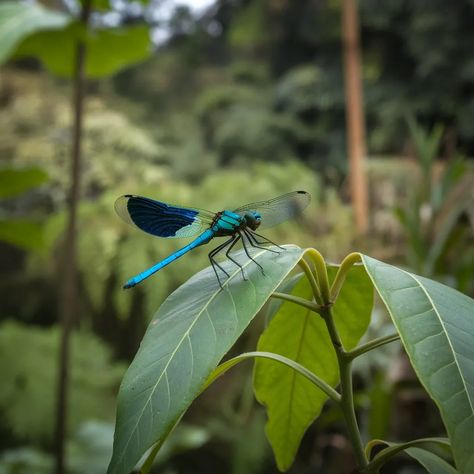 Spiritual Meanings of Blue Dragonfly: 13 Spiritual Symbolisms Bluejay Spiritual Meaning, Dragonfly Spiritual, Meaning Of Blue, Inner Harmony, Blue Dragonfly, Spiritual Meaning, Spiritual Awakening, Meant To Be, Spirituality