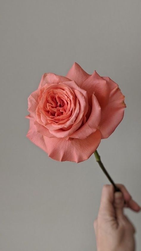 Coral Roses Aesthetic, Pink Expression Rose, Pink Coral Aesthetic, Coral Pink Aesthetic, Coral Aesthetic, Aesthetic Bookmarks, Hands Holding Flowers, Coral Charm Peony, Coral Roses