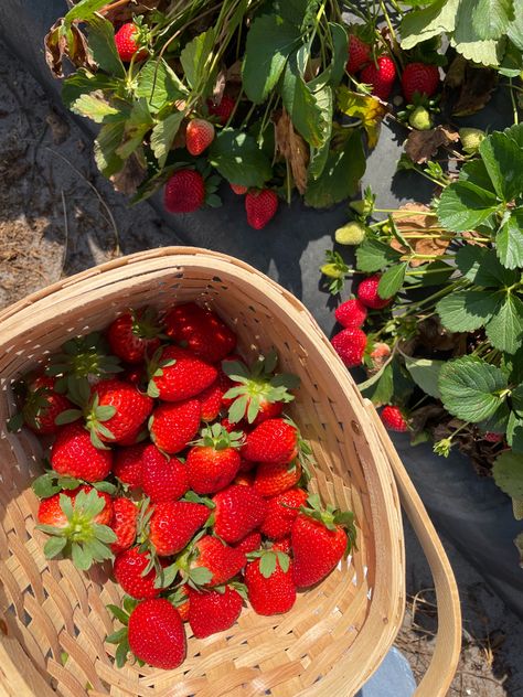 Strawberry Garden Aesthetic, Strawberry In Basket, Strawberries In Basket, Field Of Strawberries, Strawberries Aesthetic, Strawberry Picnic, Strawberry Wallpaper, Strawberry Basket, Kue Macaroon