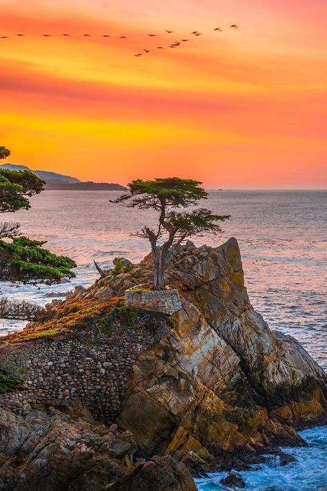 Take a moment to soak in the beauty and serenity of the 250-year old Lone Cypress. Continue along 17-Mile Drive to marvel at awe-inspiring vistas and more legendary sites. Learn more at the link! Photo by @elliotmcgucken on IG 📍 Pebble Beach Pebble Beach California, Lone Cypress, 17 Mile Drive, Monterey Bay, Beautiful Sights, Pebble Beach, Scenic Drive, Monterey, Big Sur