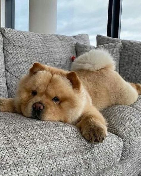 Chow Chow Dog Puppy, Perros Chow Chow, Smartest Dog Breeds, Chow Chow Puppy, Chow Chow Dogs, Pretty Dogs, Smart Dog, Chow Chow, Baby Animals