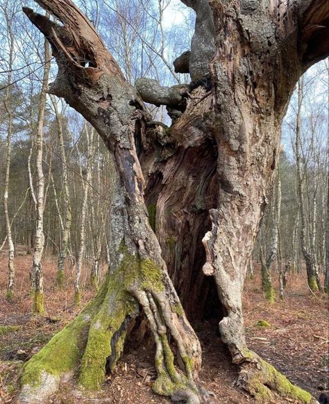 Old Gnarled Tree, Old Growth Trees, Old Trees Photography, Tree Reference Photography, Rotting Tree, Interesting Trees, Big Old Tree, Tree Hollow, Landscape Drawing Tutorial