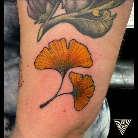 Showing resilience, health & longevity✨; the Ginkgo has a long history of being a source of healing. At over 200 million years, it’s oldest surviving tree species 🌴 . By apprentice @misscorilynne : Books Open! ☑️ . . #ginkgotattoo #ginkgoleaves #neotraditional #tattooapprentice #alchemytattoocollective Ginko Leaf Tattoos Traditional, Japanese Leaf Tattoo, Ginkgo Leaves Tattoo, Ginko Leaf Tattoo, Ginko Leaf Tattoos, Leaf Tattoos For Women, Ginkgo Leaf Tattoo, Ginkgo Tattoo, Ginkgo Art