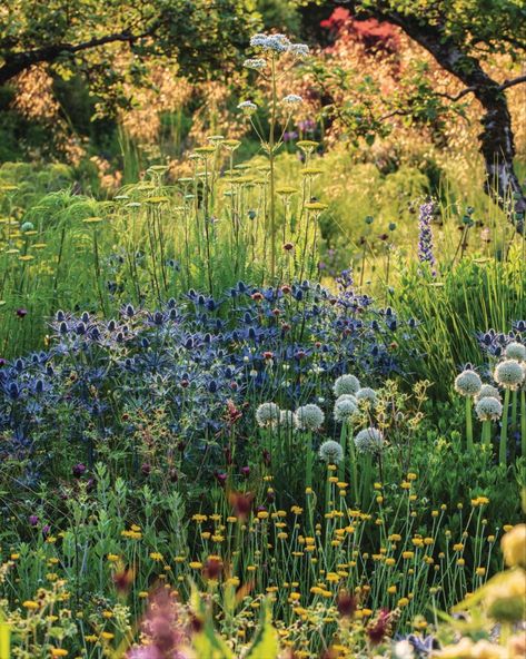 Swedish plantsman Peter Korn is a pioneer of growing in sand, and his glorious garden near Malmö is testament to its success. 'The plants for the nursery, as with much of their home garden, are planted in pure sand, and Peter has become well known as a pioneer of this approach, which offers a range of benefits such as less watering, staking and weeding.  © Claire Takacs Summer Plants, Plants Garden, Plant Combinations, Wild Plants, Colorful Garden, Plant Design, Types Of Plants, Cool Plants, Weeding