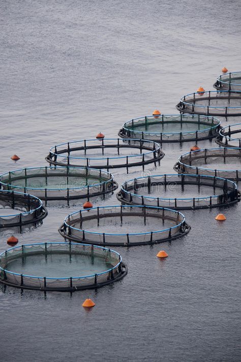 Aquaculture. In a deep sea of Peloponesse, Greece #Sponsored , #sponsored, #ADVERTISEMENT, #deep, #Peloponesse, #sea, #Aquaculture Aquaculture Fish, Agriculture Photos, Floating Architecture, Floating Boat, Fish Hatchery, Aqua Culture, Farming Business, Aquaponics System, Fish Farming