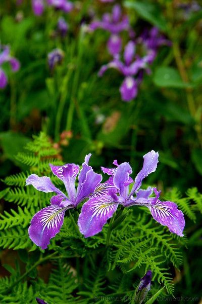 Oregon Iris, Picking Wildflowers, Backyard Habitat, Coos Bay Oregon, Oregon Pictures, Ecola State Park, Alpine Flowers, Wild Iris, Coos Bay