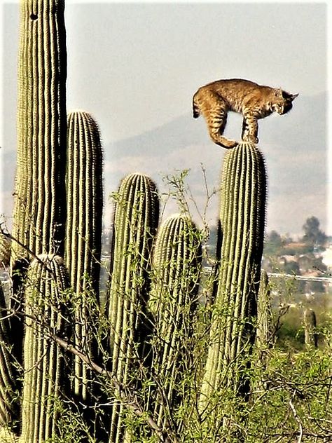 Bobcat on Saguaro Cactus, Sabino Canyon, Arizona Desert Animals, Saguaro Cactus, Desert Plants, Cactus Y Suculentas, 귀여운 동물, Big Cats, Beautiful Creatures, Wild Cats, Animal Kingdom