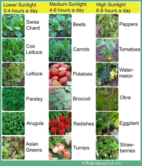 Chart to show how much sunlight your veggies need | #Horticool #ApartmentGardening #Gardening Different Types Of Plants, Vegetable Garden Planner, Garden Planner, Garden Veggies, Veg Garden, Home Vegetable Garden, Samos, Vegetable Garden Design, Food Garden