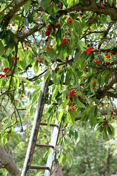 . Sour Cherry Tree, Cherry Orchard, Cherry Picking, Cherry Hill, Down On The Farm, Cherry Tree, 4 Seasons, Morning Light, On The Farm