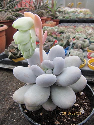 Pachyphytum oviferum in flower | Explore wallygrom's photos … | Flickr - Photo Sharing! Kaktus Dan Sukulen, Succulent Garden Diy, Colorful Succulents, Growing Succulents, Succulent Gardening, Unusual Plants, Rare Succulents, Cactus Y Suculentas, Cactus Garden