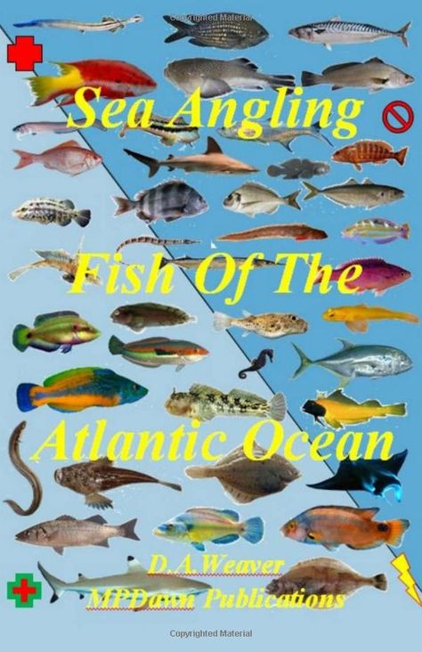 Sea Angling, Ocean Fish, Ocean Fishing, Atlantic Ocean, Fishing Tips, Catamaran, The Atlantic, Fishing, Fish