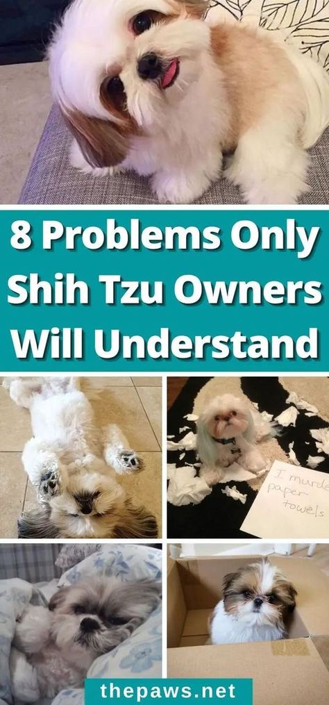 Every Shih Tzu owner can relate. There's never a dull day with a Shih Tzu at home. Shitzu Funny, Shitzu Dogs Haircuts, Shih Tzu Puppy Training, Dog Grooming Shih Tzu, Dogs Coat, Shih Tzu Haircuts, Perro Shih Tzu, Chien Shih Tzu, Shitzu Dogs